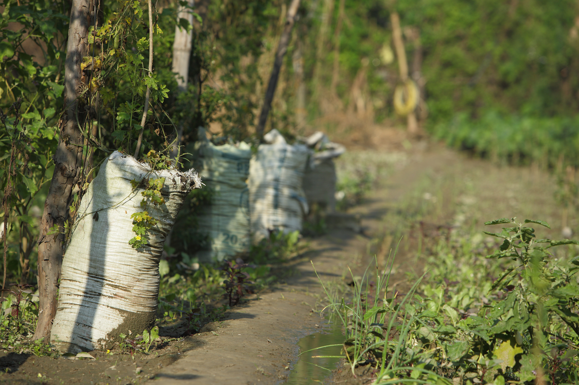 Indigenous Traditional Knowledge: For Disaster Reduction Risk in DDMP