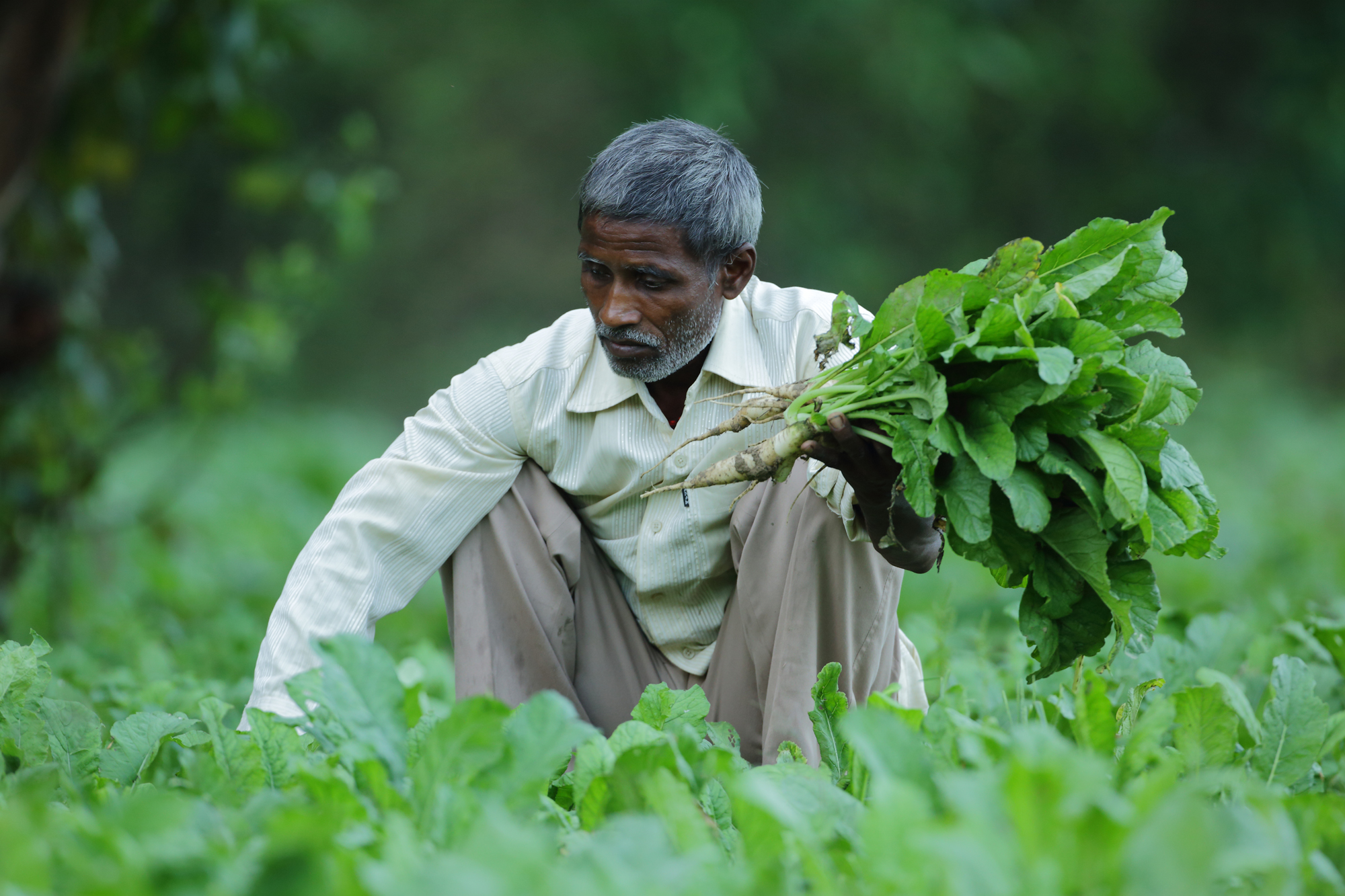 No longer on the fringes: Gorakhpur’s resilient peri-urban farmers