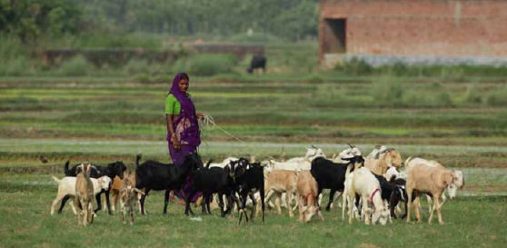 Women rear farm animals & make money
