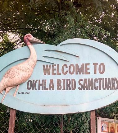 Why Delhi needs its Wetlands: The Okhla Bird Sanctuary