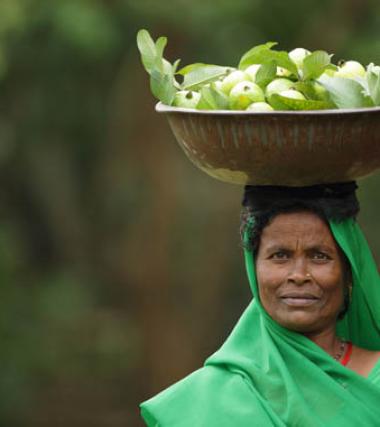 Seeds of resilience: Peri-urban farmers turn innovative