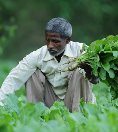 No longer on the fringes: Gorakhpur’s resilient peri-urban farmers