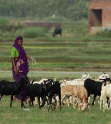 Women rear farm animals & make money